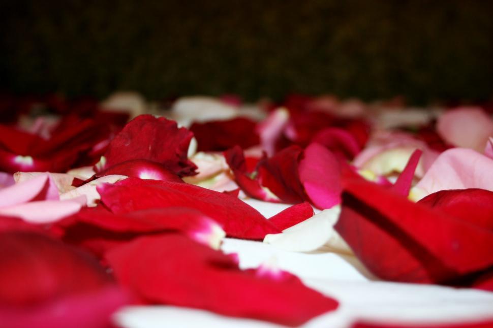Free Image of Scattered petals of rose on white surface 