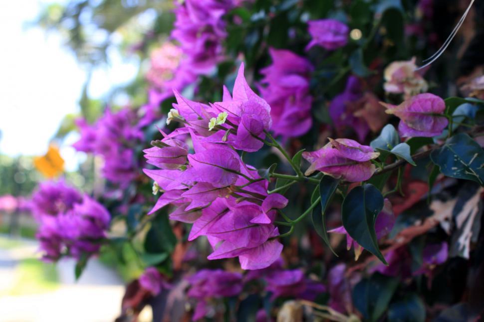 Free Image of Vibrant purple bougainvillea flowers in focus 