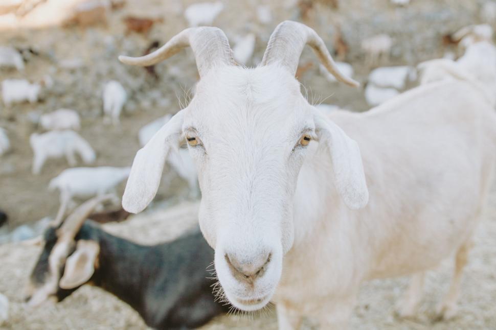 Free Image of Close-up portrait of a white goat 