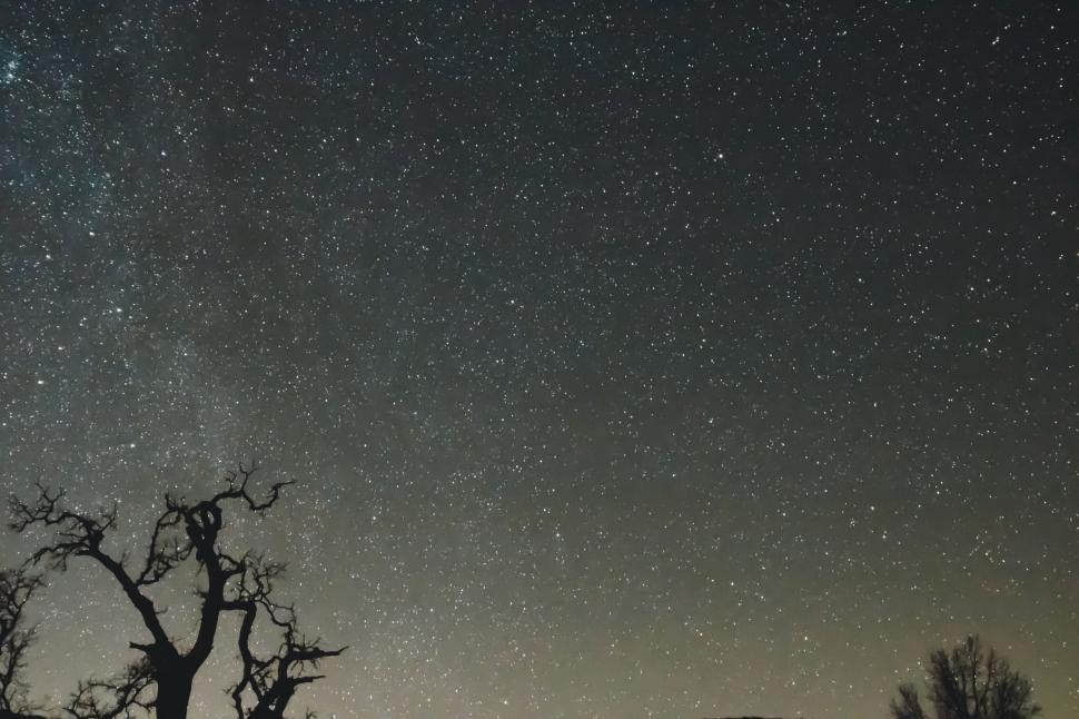 Free Image of Starry night sky over silhouette of tree 