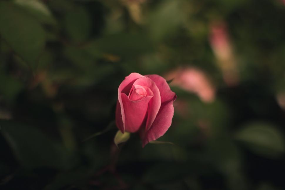 Free Image of Blooming pink rose with a soft focus 