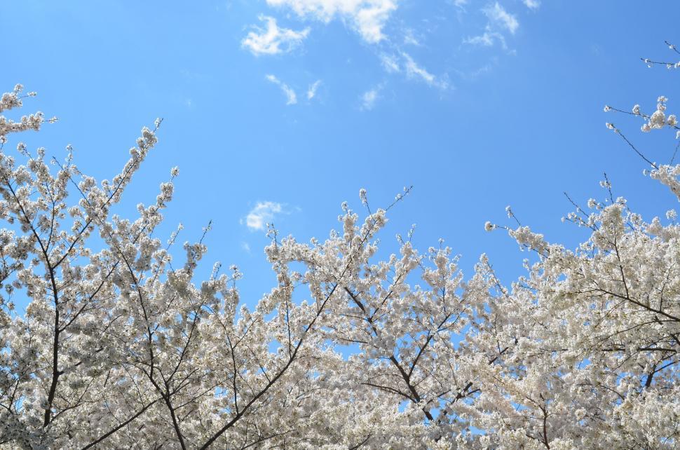 Free Image of Blooming cherry trees against clear blue sky 