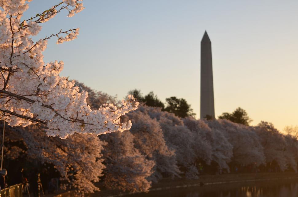 Free Image of Cherry blossoms with Washington Monument 