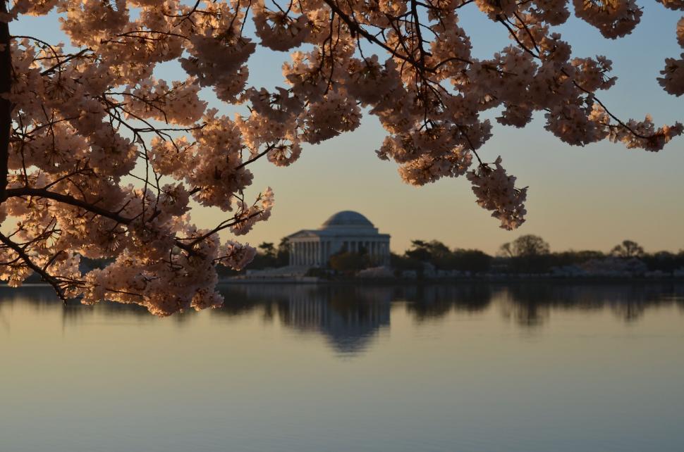 Free Image of Cherry blossoms framing the Jefferson Memorial 