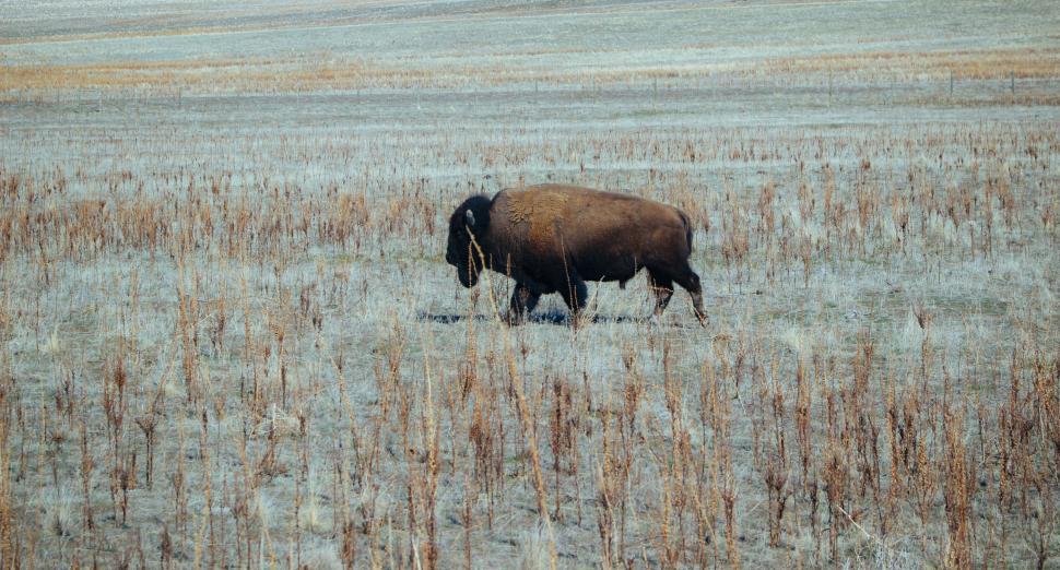 Free Image of Solitary bison in the open field 