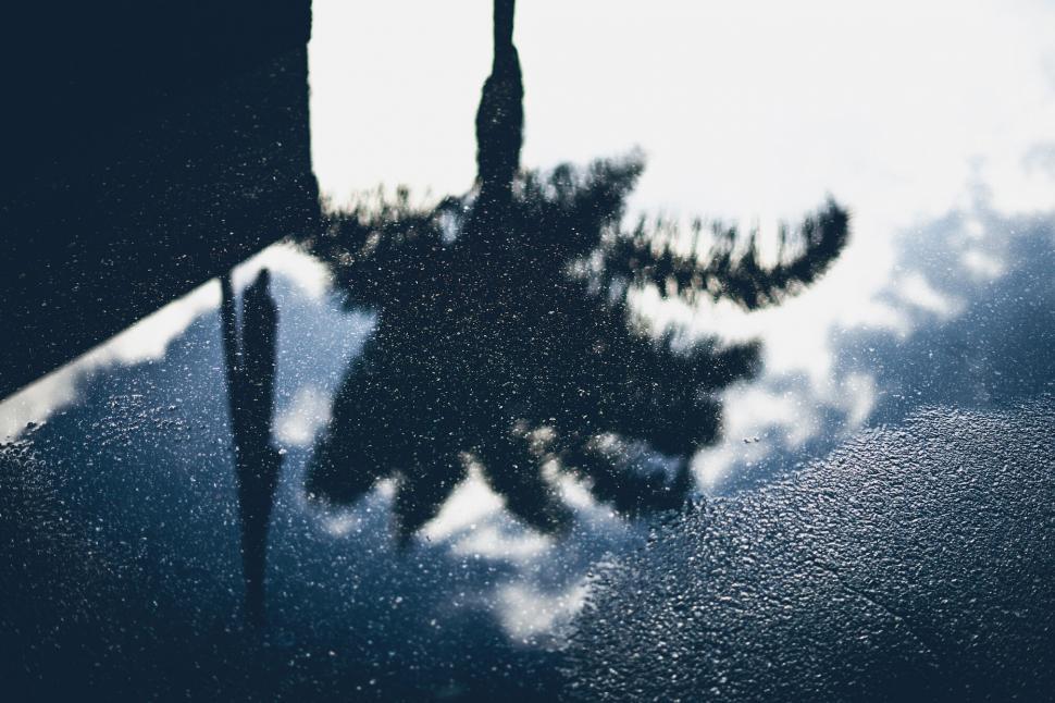 Free Image of Dog s silhouette reflected in water puddle 