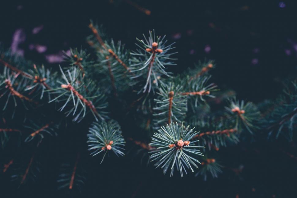 Free Image of Close-up of pine branches with cones 