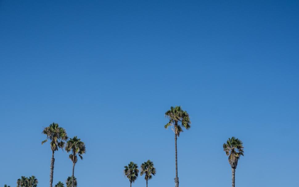 Free Image of Tall palm trees against a clear blue sky 