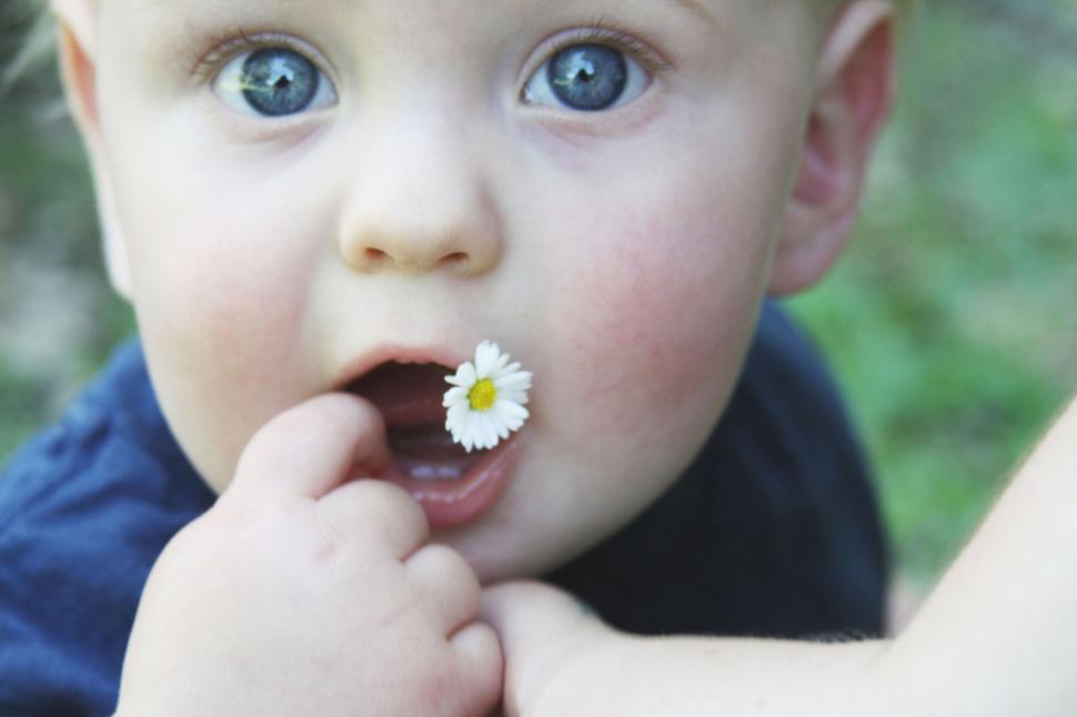 Free Image of Baby biting flower with blue eyes 