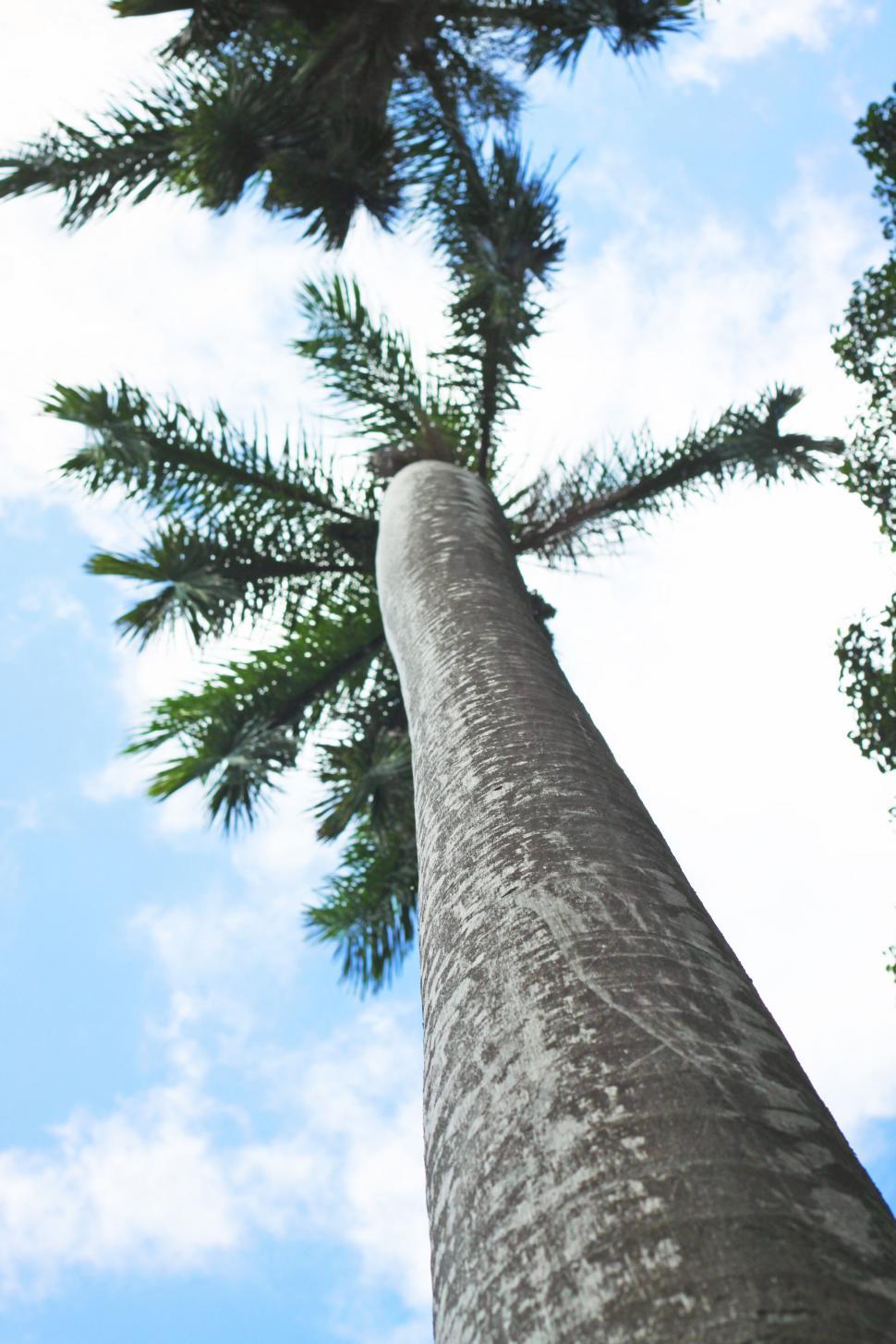 Free Image of Low angle view of a tall pine tree 