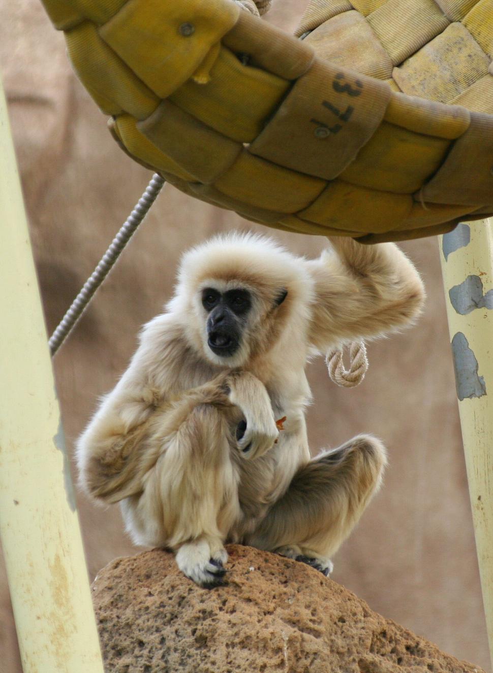 Free Image of Gibbon sitting on a rock at the zoo 
