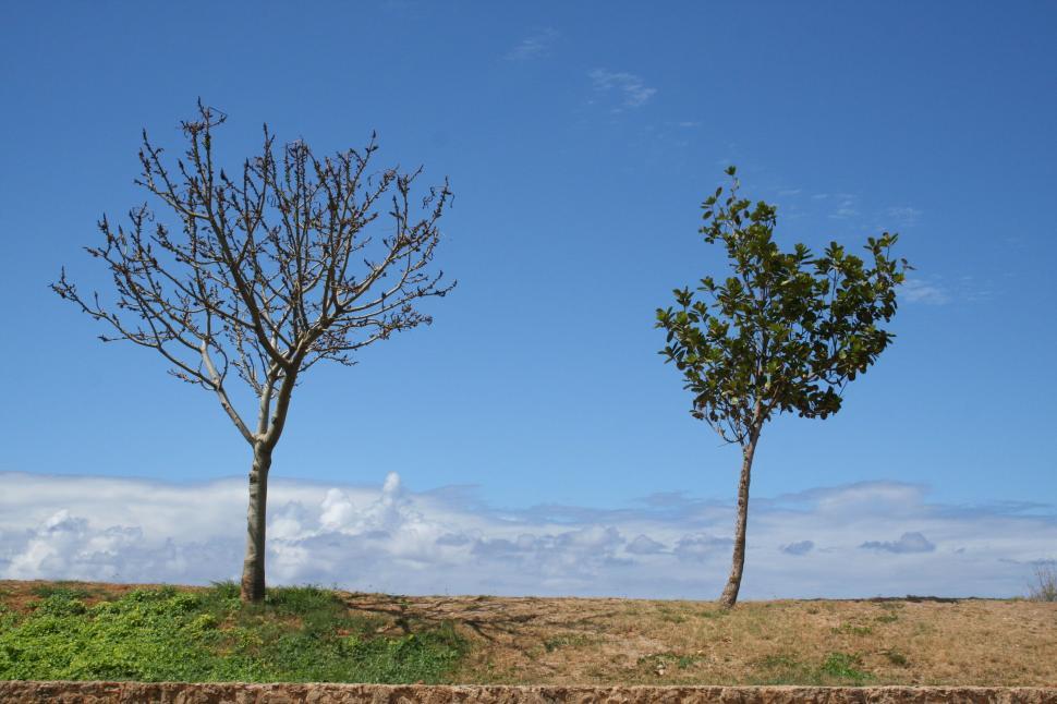Free Image of Two trees bare and with leaves 