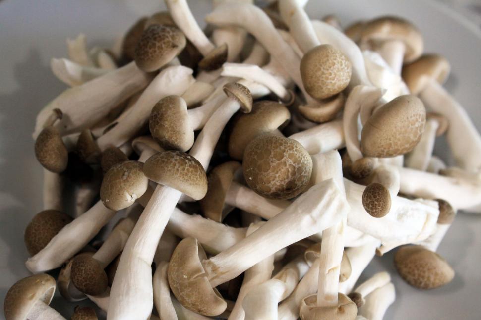 Free Image of Heap of assorted fresh mushrooms on white backgro 