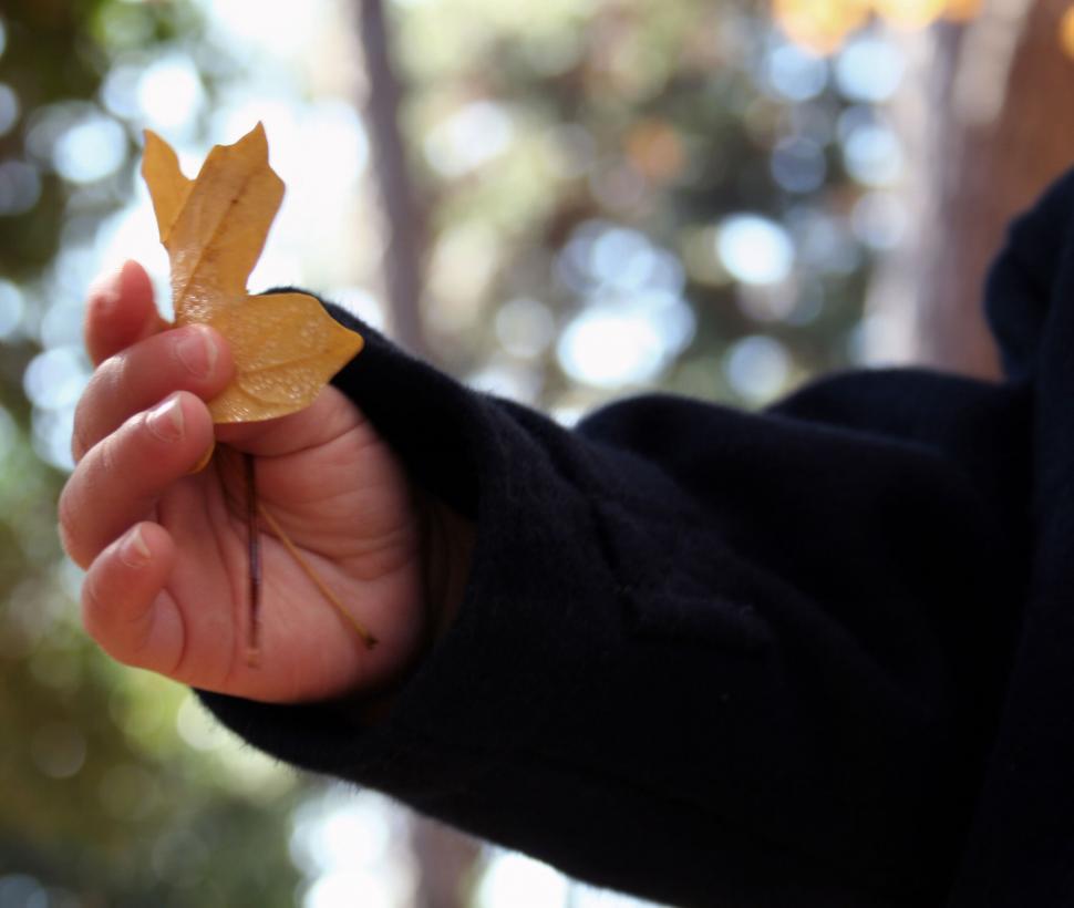 Free Image of Hand holding a dried leaf with autumn background 