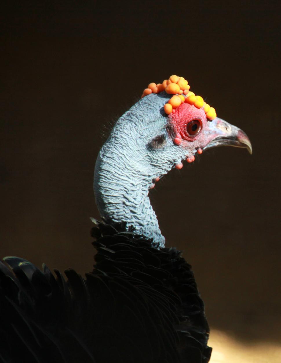Free Image of Ocellated Turkey 