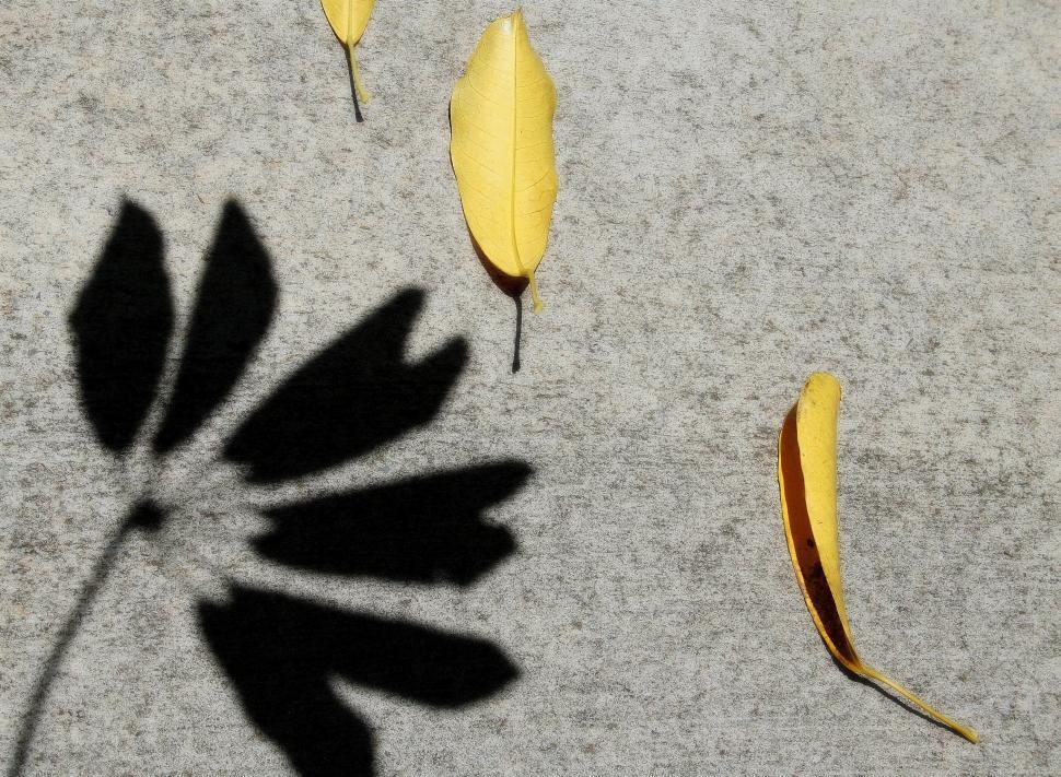 Free Image of Shadow of a leaf on a textured ground 