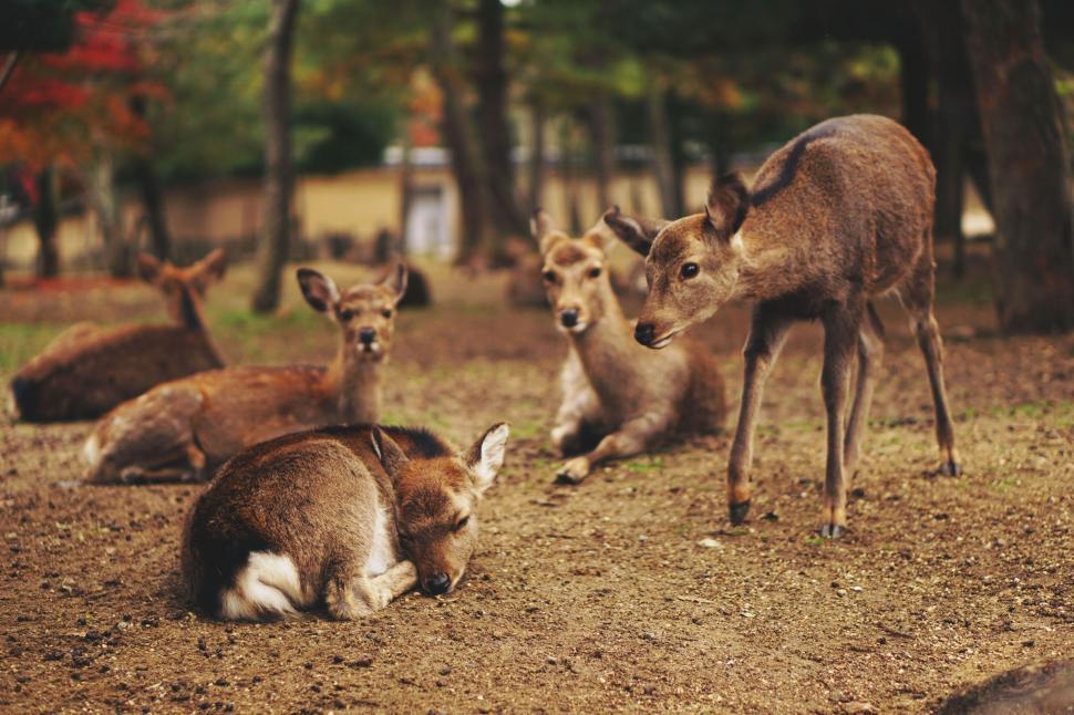 Free Image of Deers resting and standing in a park 