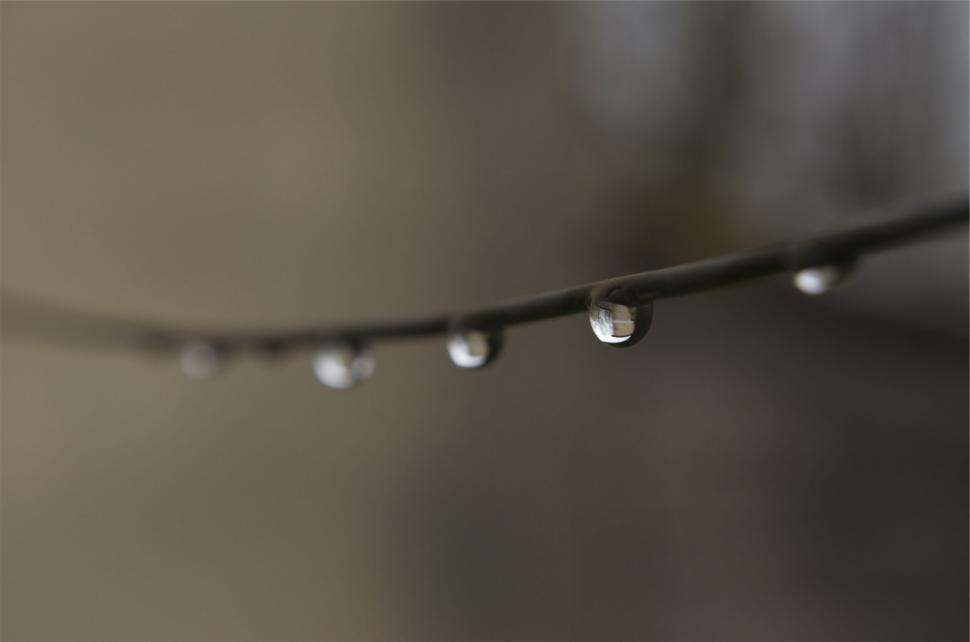 Free Image of Water droplets on a branch 