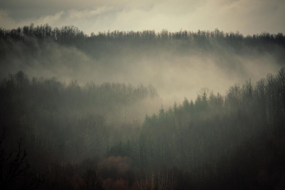 Free Image of Misty forest scenery with moody ambiance 
