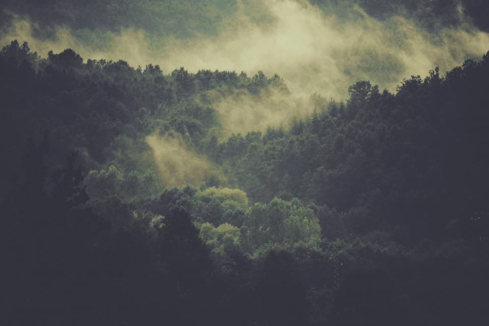 Free Image of Misty forest landscape with ethereal vibe 