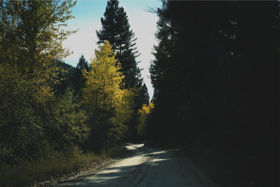 Free Image of Serpentine forest road in autumn hues 