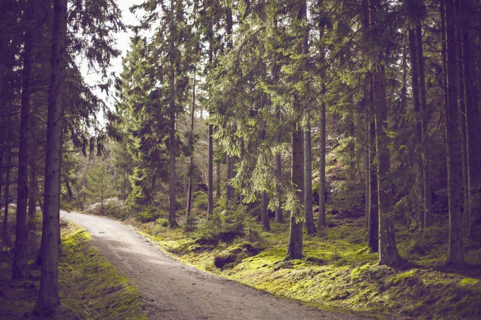 Free Image of Peaceful forest path in natural light 