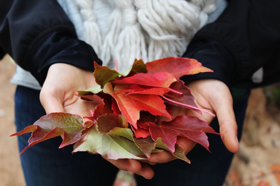 Free Image of Hands holding vibrant autumn leaves 