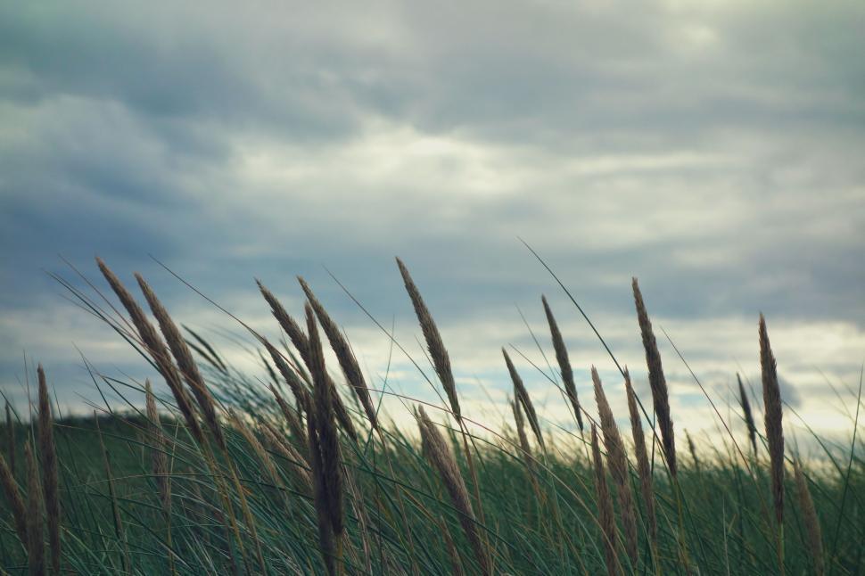 Free Image of Wild grass swaying in the wind under grey sky 