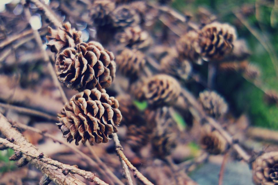 Free Image of Pine cones in natural woodland setting 