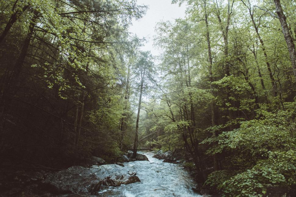 Free Image of Misty forest river surrounded by lush trees 