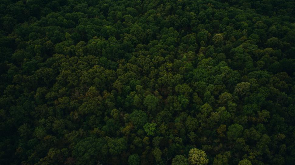 Free Image of Aerial view of a dense green forest 