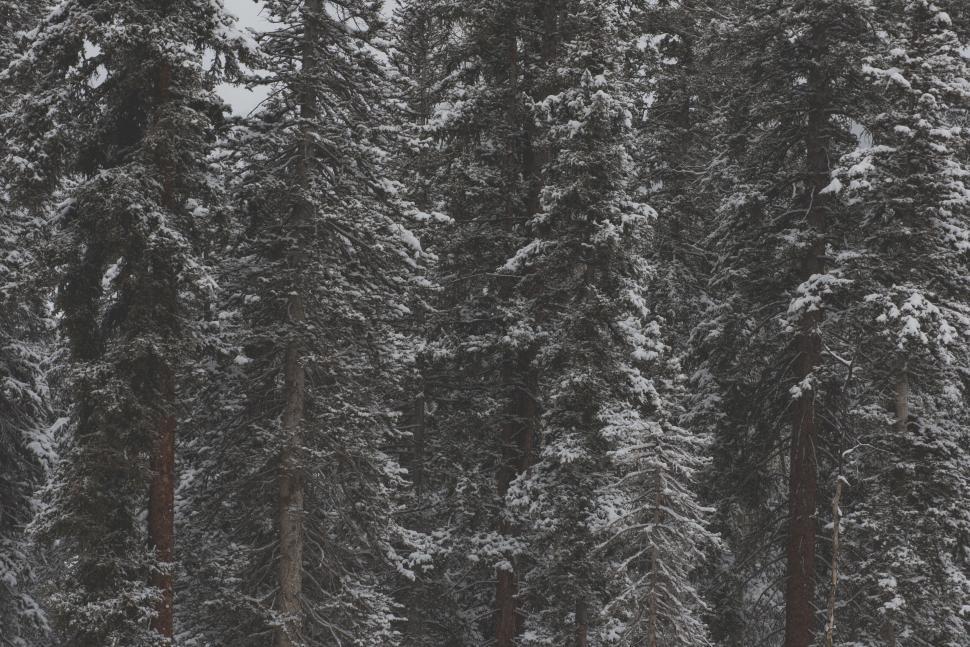 Free Image of Dense snow-covered pine trees in forest 