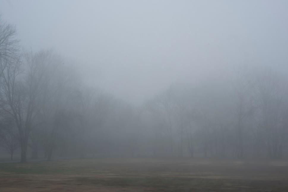Free Image of Foggy park scene with bare trees 