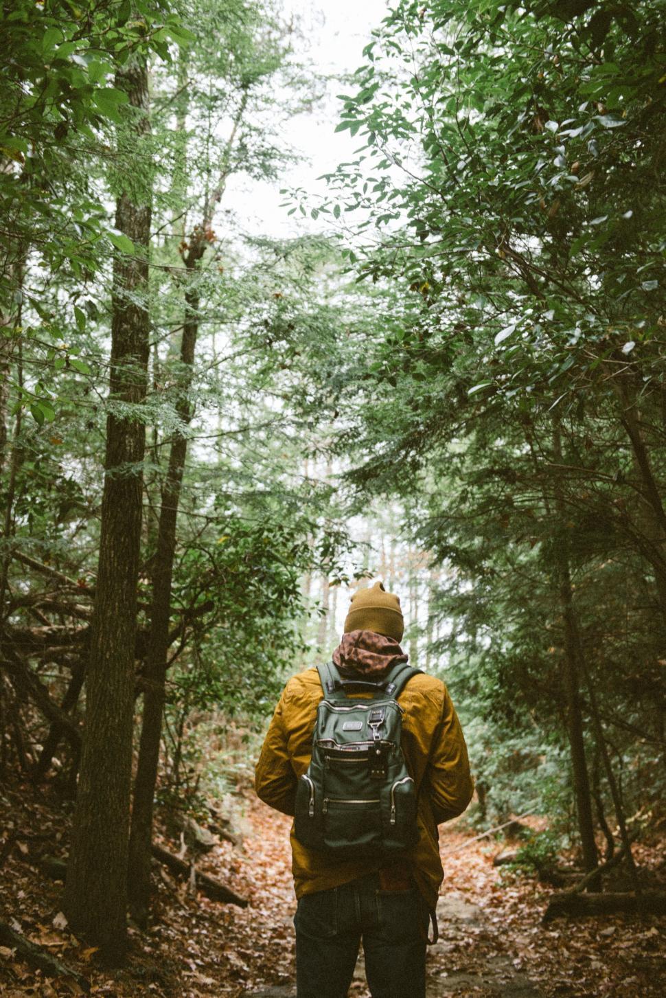 Free Image of Explorer in the forest looking away 