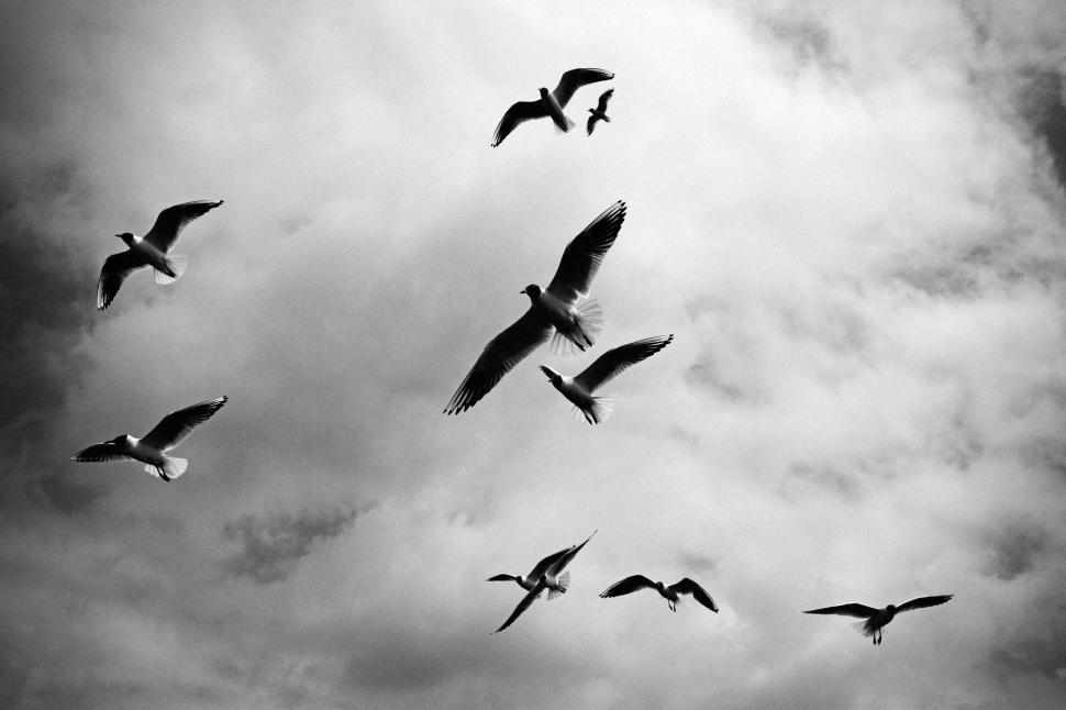 Free Image of Flock of birds flying in the cloudy sky 