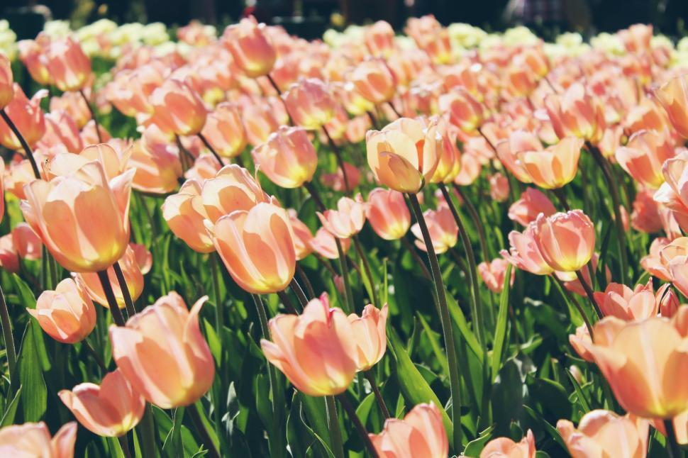 Free Image of Beautiful field of blooming pink tulips 