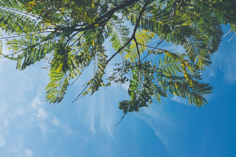 Free Image of Lush Green Foliage Against a Clear Blue Sky 