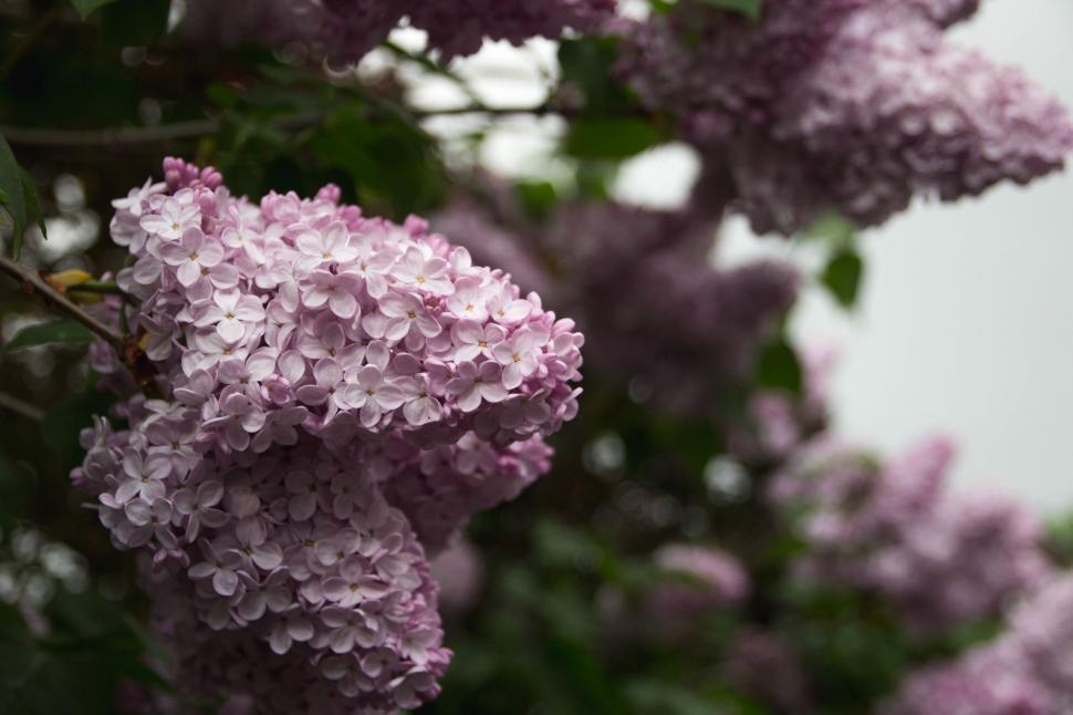Free Image of Close-up of purple lilac blossoms in bloom 