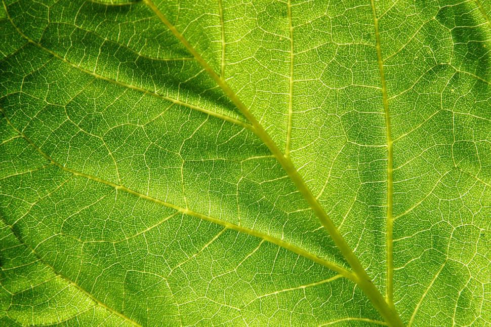 Free Image of Leaf structure anatomy 