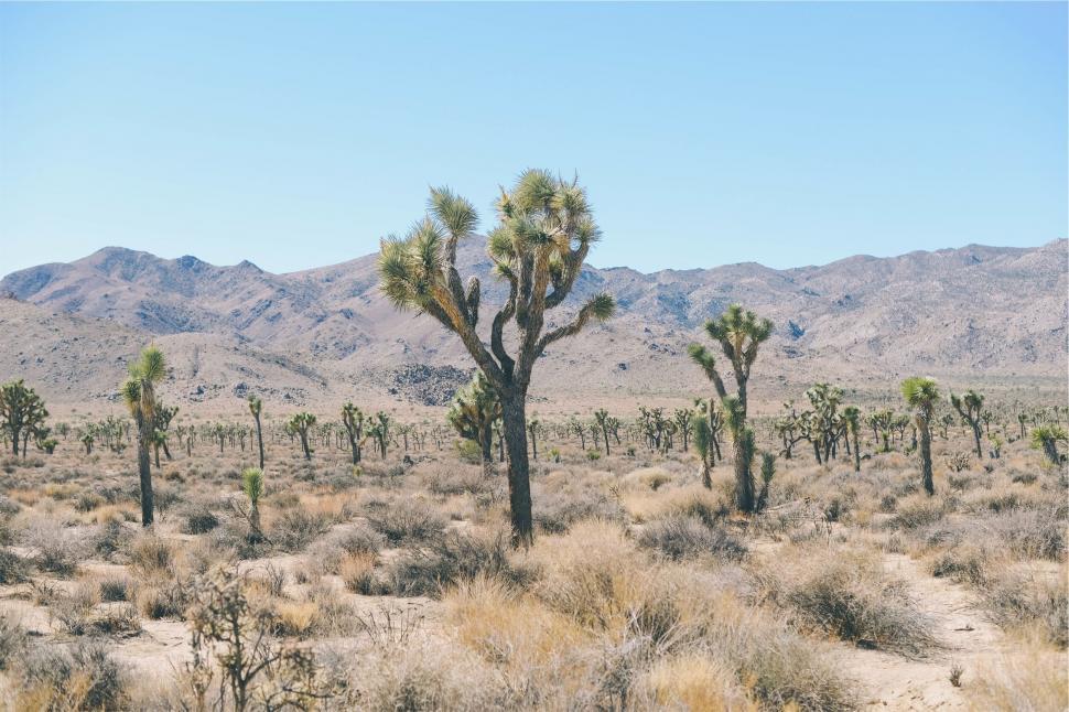Free Image of Joshua trees sprawling in a desert landscape 
