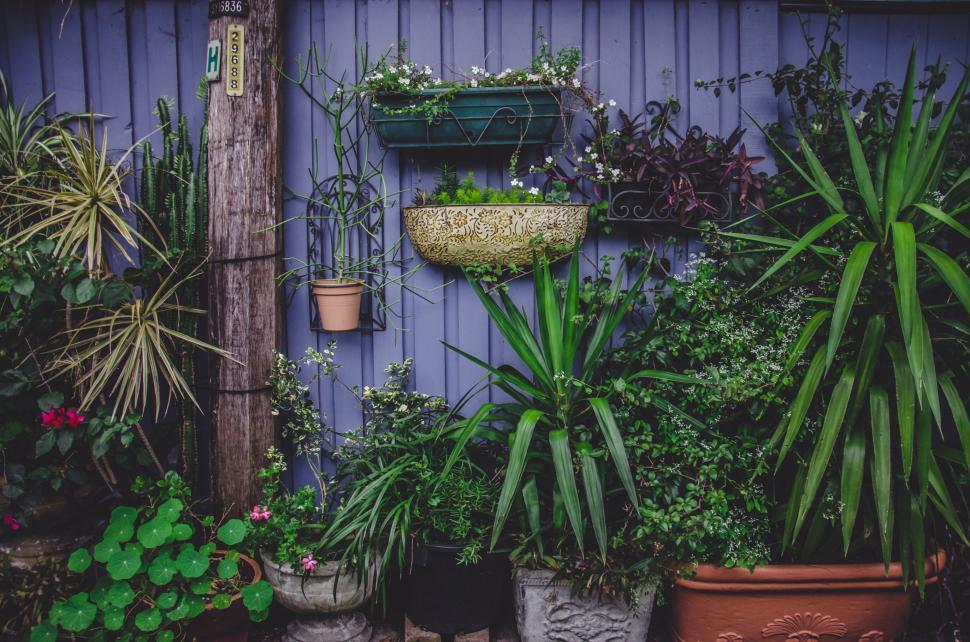 Free Image of Charming urban garden with diverse plant life 