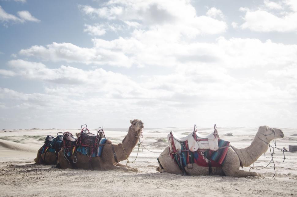 Free Image of Resting camels in sunlit sandy desert 