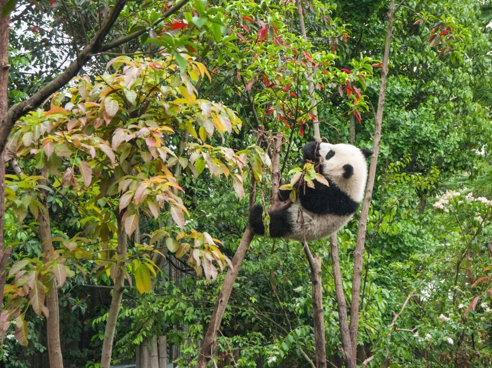 Free Image of Panda eating bamboo leaves in a tree 