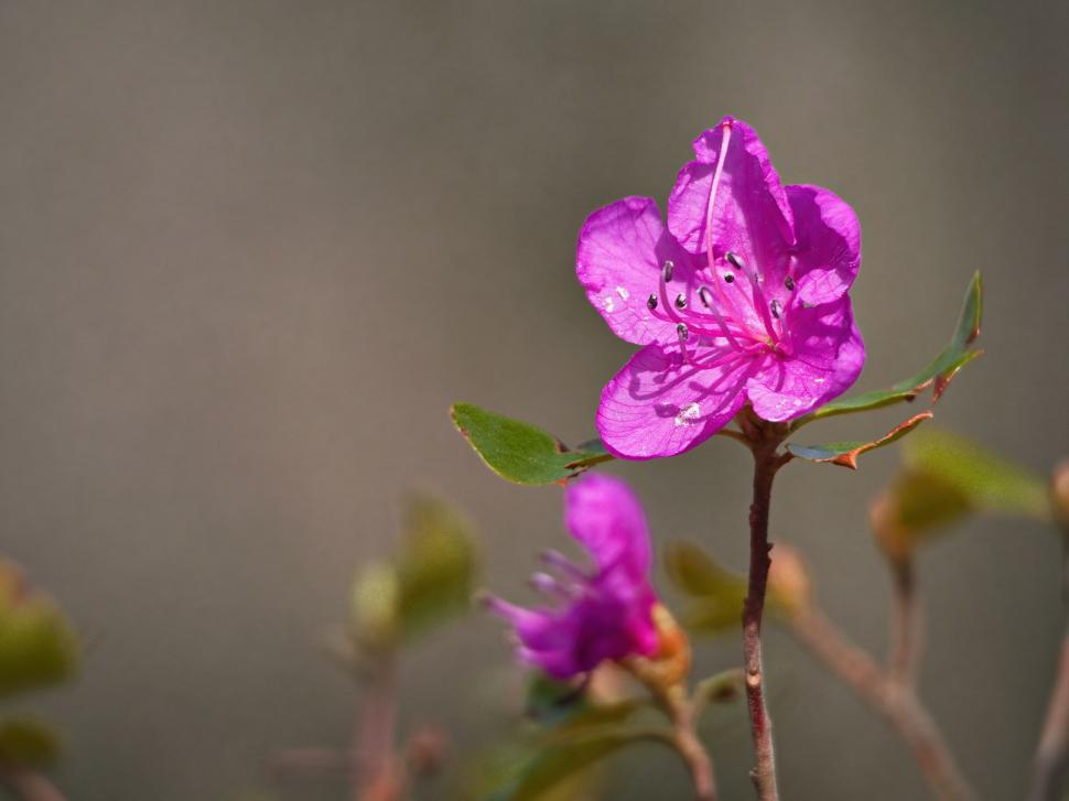Free Image of Pink wild flower on blurred background 