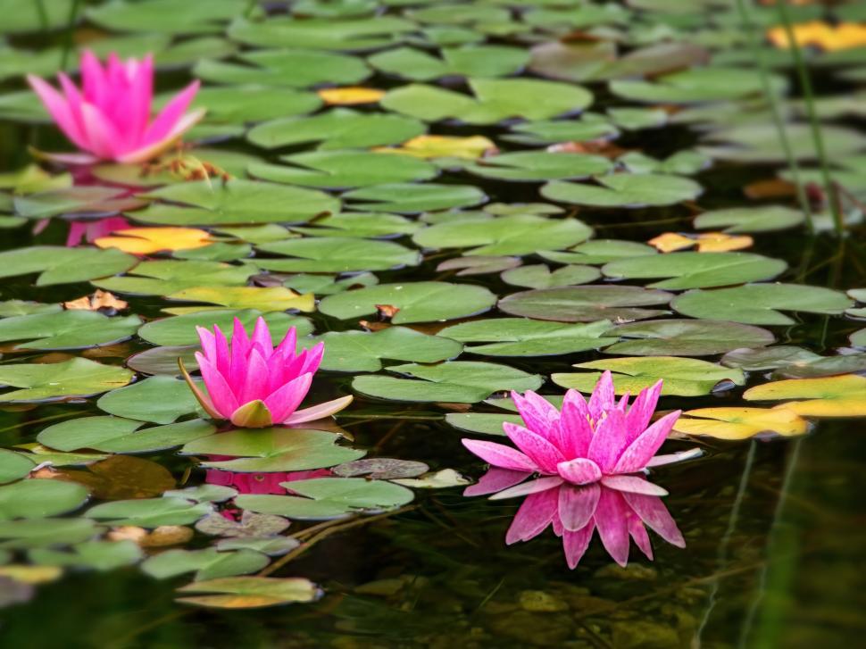 Free Image of Pink water lilies blooming in a tranquil pond 