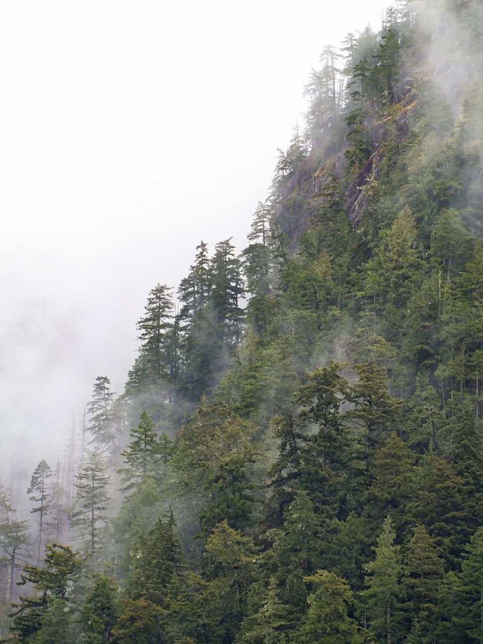Free Image of Misty forest mountain landscape 