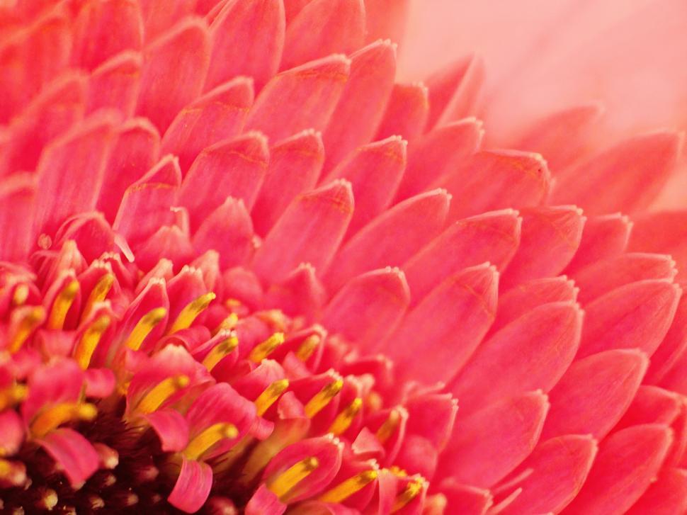 Free Image of Close-up of pink flower petals 