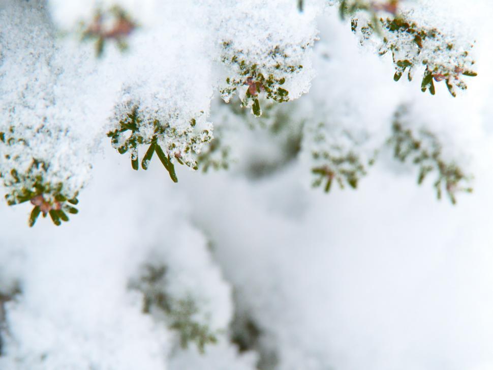 Free Image of Close-up of pine branches under snow 