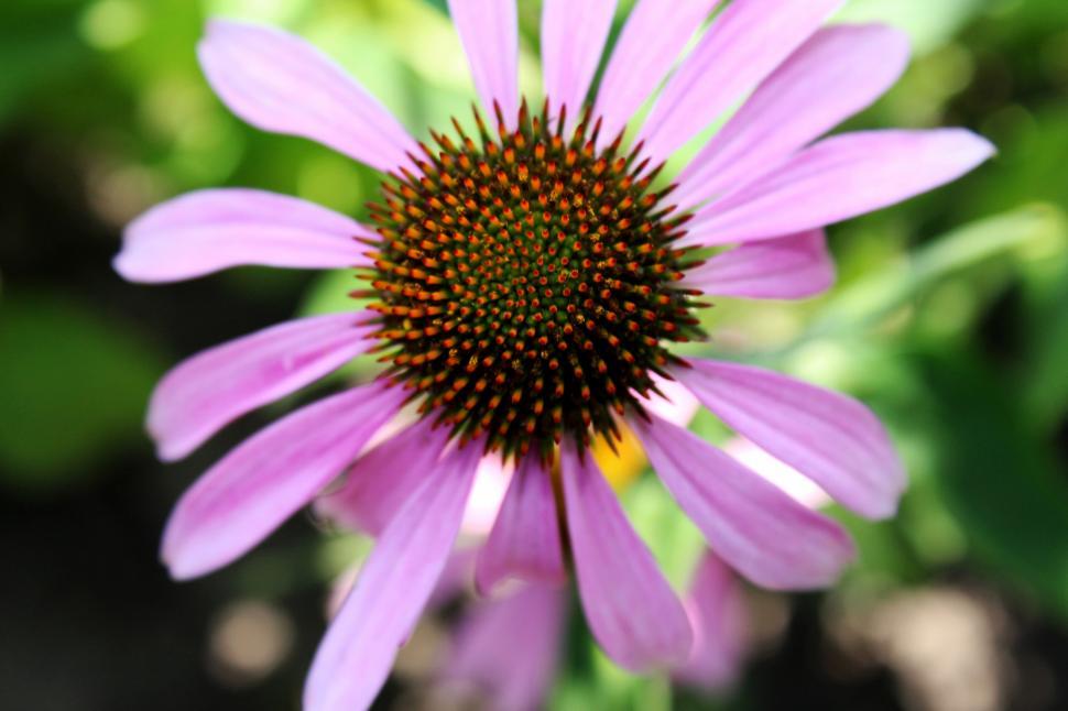 Free Image of Vibrant pink Echinacea flower close-up 