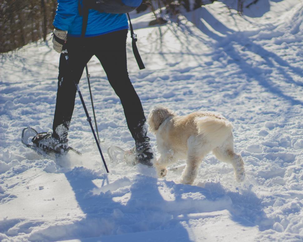 Free Image of Person snowshoeing with dog in snow 